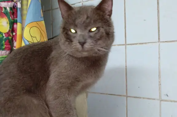 Найден серый кот на ул. В. Дубинина 5А