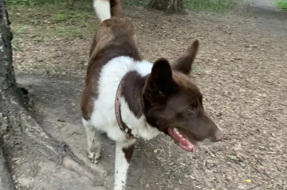 Собака Кобель найдена на Золотой горке в Новосибирске.