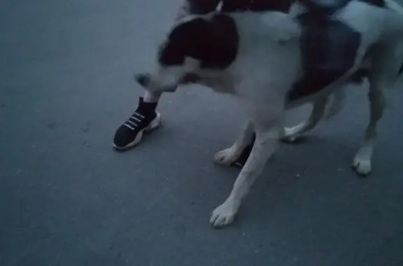 Найдена красивая собака на ул. Маршала Конева, 40 в Иркутске