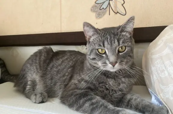 Кошки потеряшки, Санкт-Петербург, фото: Потеряшка кошка на пр. Кузнецова, 17 в СПб