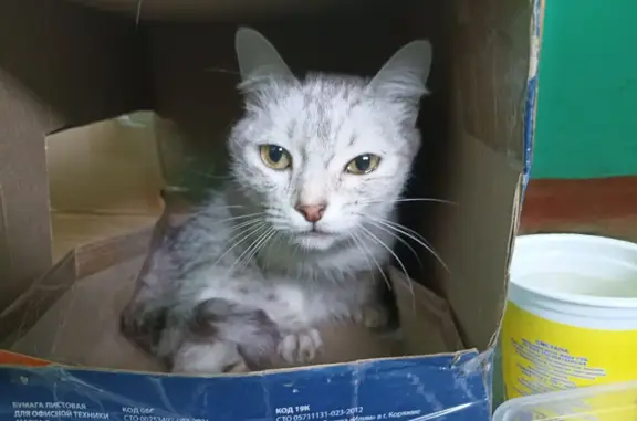 Кошка найдена на Шумакова, 44 в Барнауле