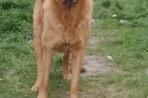 Пропала собака на Айвазовского, 41а 🐶🚨