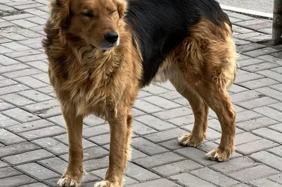 Найдена собака на парковке возле Изумрудного города, ищет хозяев.
