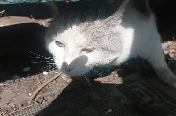 Бело-чёрная кошка найдена на даче в Якутске