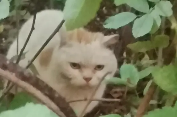 Найдена кошка на улице Льва Толстого в Люберцах