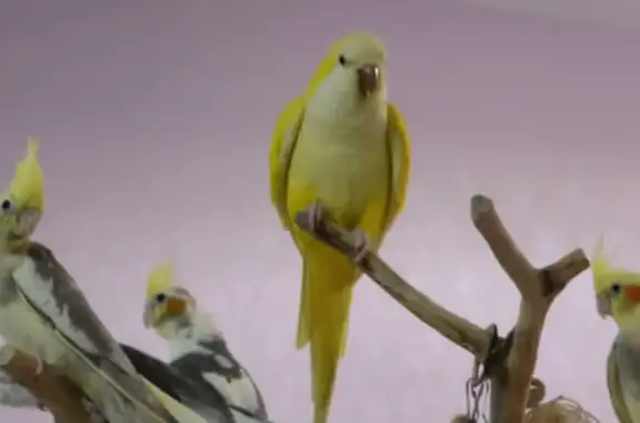 Пропал жёлтый попугай в Бумажной просеке, Москва