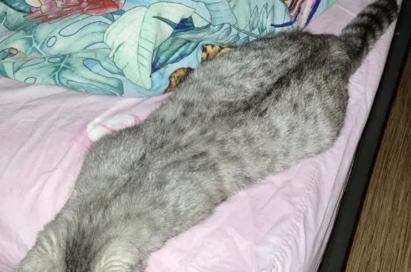 Объявления о пропавших и найденных животных, Курган, фото: Пропала кошка в Кургане, ул. Савельева