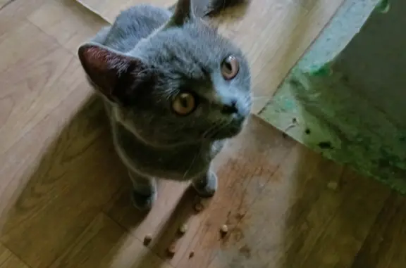 Пропала кошка породы Британский кот, ул. Молодежи, 82, Екатеринбург