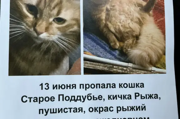 Пропала рыжая пушистая кошка в Рождественском поселении