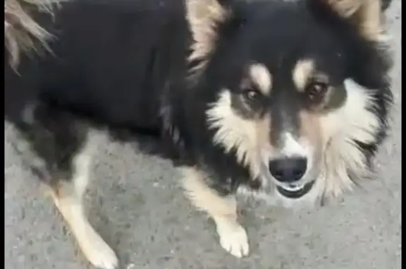 Пропала собака на 26-й Линии в Оренбурге