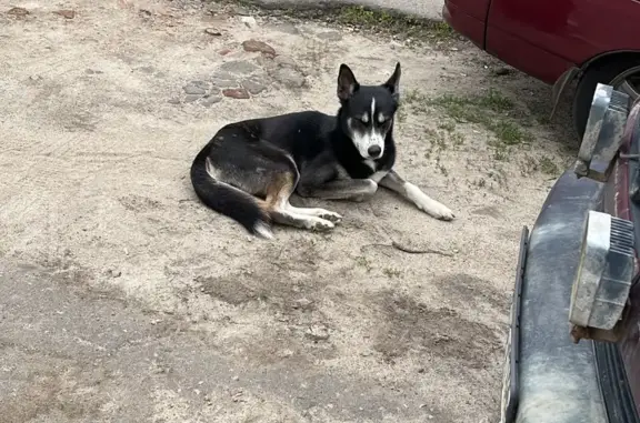 Найдена собака на ул. Б. Хмельницкого, 25 в Воронеже