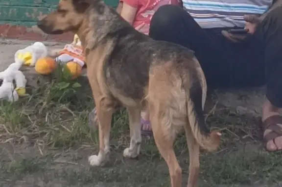 Пропала собака Ева на ул. Дзержинского, Азов