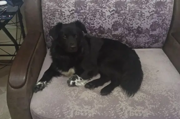 Пропала собака Рекс, Ветеринарный проезд, Нарьян-Мар
