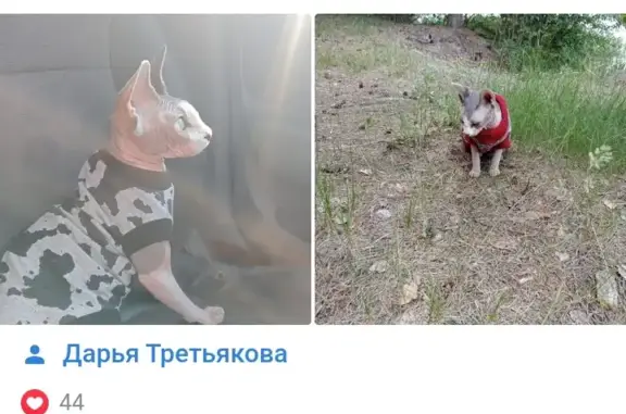 Пропал кот Сфинкс в Кашине, Тверская область.