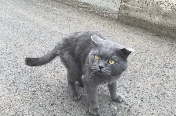 Найдена вислоухая кошка на Холоднова, 9А