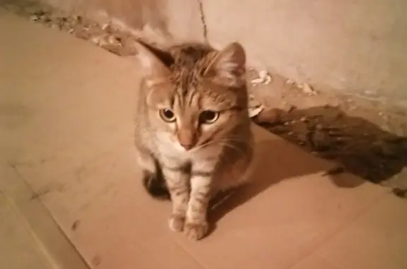 Найдена молодая кошка на Урожайном переулке, Томск