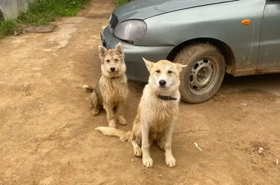 Пропали 2 собаки на старинном тракте в Московской области