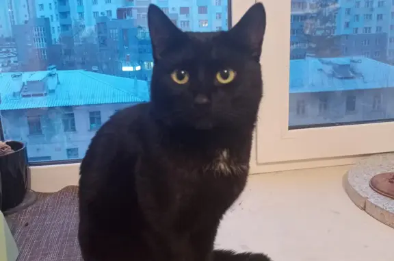 Кошки потеряшки, Новосибирск, фото: Потеряшка кошка на улице Планировочной, Новосибирск