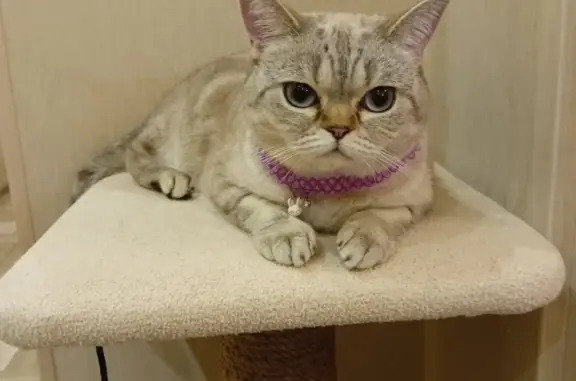 Кошки потеряшки, Киров, фото: Потеряшка кошка на ул. Ленина, 152 в Кирове