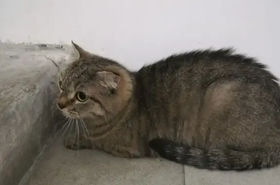 Найдена молодая кошка на Б. Подгорной 87 в Томске