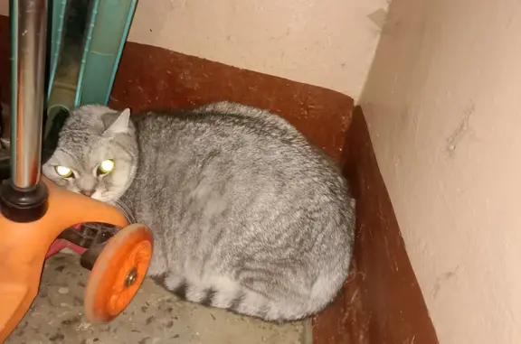 Найдена кошка на Просёлочной, 17 в Костроме