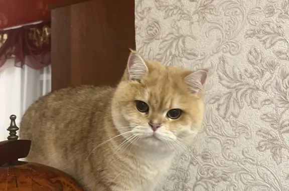Пропала кошка на Сосновой 2 в Ермолаево: Британская золотая шиншилла, 4 года, дикий характер, тел. 89029478880.