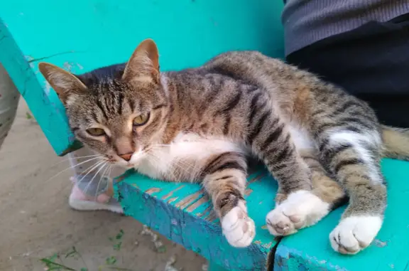 Найдена кошка на ул. Декабристов, 129 в Казани