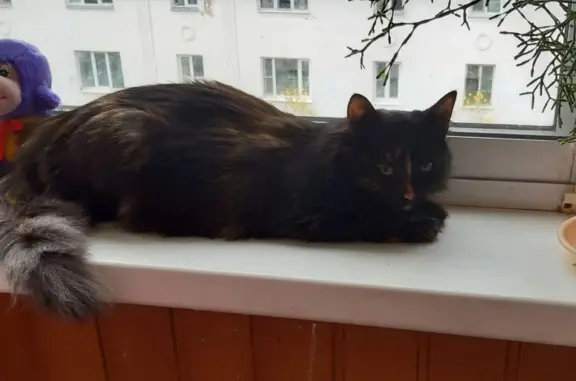 Пропала кошка Мурка на Комсомольской, Ликино-Дулёво