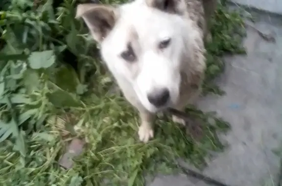 Найдена собака на ул. Застройщиков, Кемерово