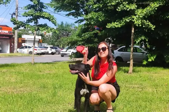 Собаки потеряшки, Краснодар, фото: Потеряшка собака Лаки на улице Селезнёва