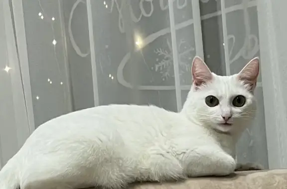 Пропала белая кошка на улице Спартака, Ревда
