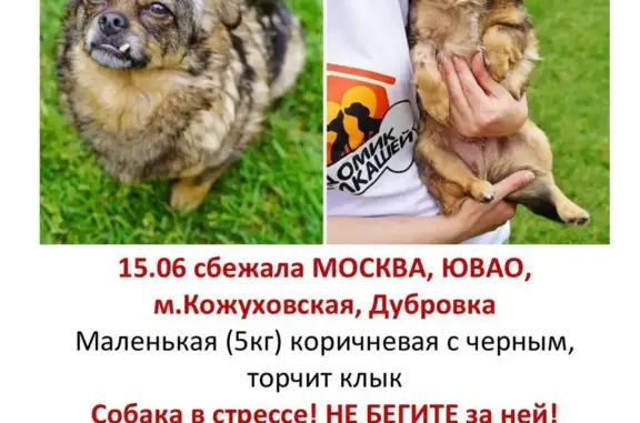 Пропала собака на Угрешской, Москва