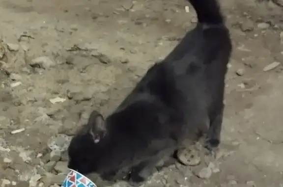 Найдена кошка в Воронеже