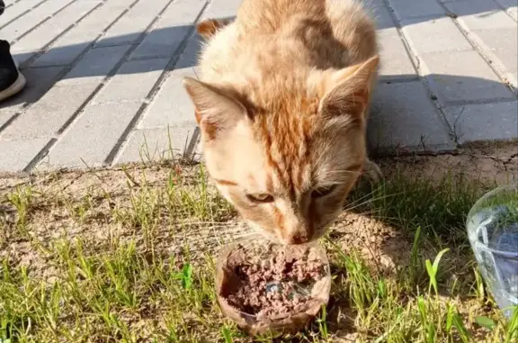 Найдена рыжая кошка на Журавлиной ул.