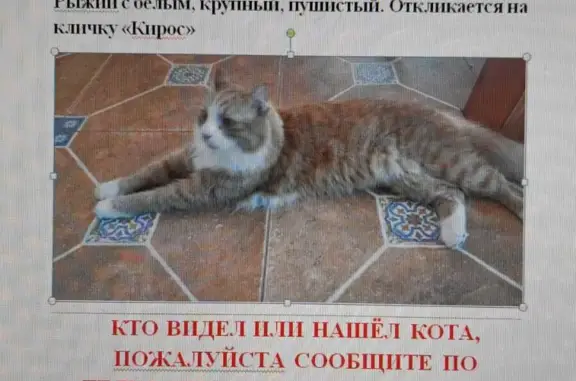 Пропала кошка в районе ст. Яппиля и Вишневки, СНТ Дормост.