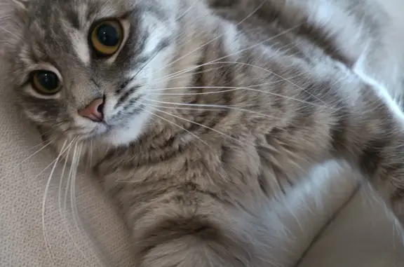 Кошки потеряшки, Набережные Челны, фото: Потеряшка пушистая кошка на ул. ТИГА, Набережные Челны