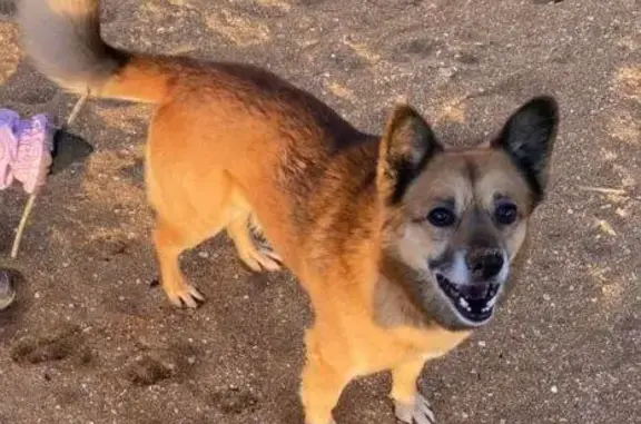 Пропала собака Кабель на Курская улица