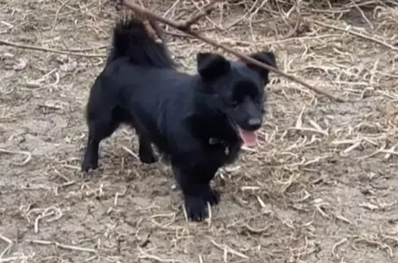 Пропала собака на Комсомольской, 37