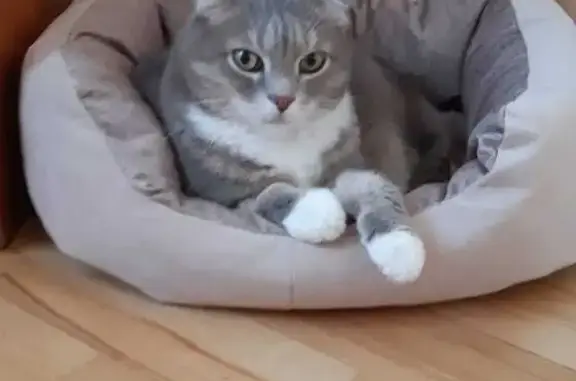 Потерянные животные Омск, фото: Пропал кот на ул. Правый Берег Иртыша, Омск