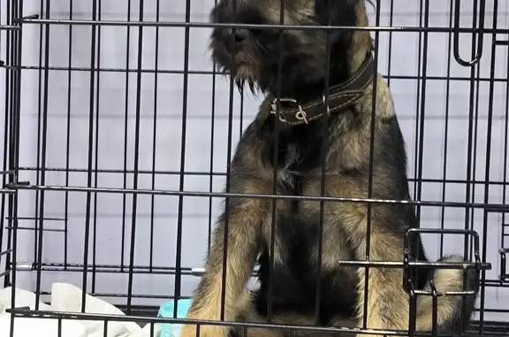 Найден щенок с перебинтованной лапой в Москве