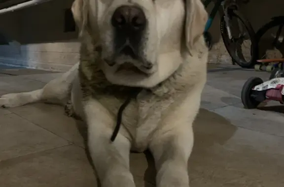 Найдена собака на улице Бытха, Сочи