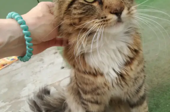 Ласковый котик найден возле магазина в Ногинске