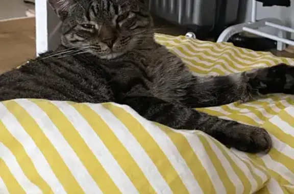 Кошки потеряшки, Санкт-Петербург, фото: Потеряшка кот на Шелгунова 24 литМ, СПб