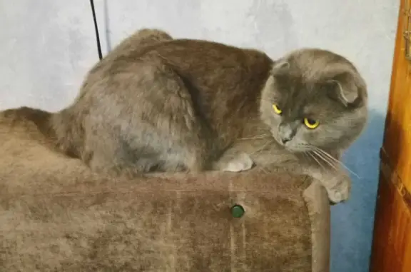 Найдена кошка на Краснодонской, ищем хозяев