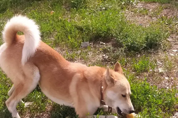 Найдена собака Сиба-Ину на остановке 