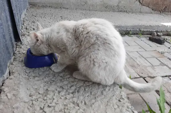 Найден белый кот с желтыми глазами на ул. Лызина, Иркутск