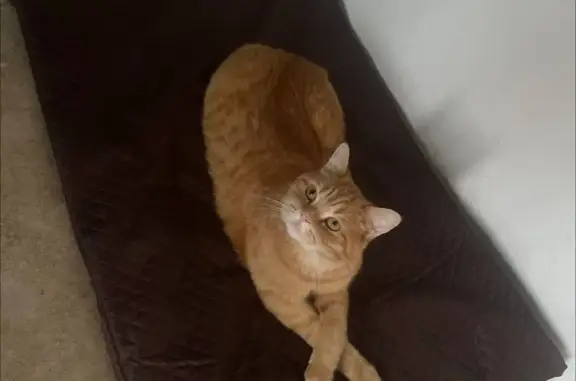 Кошки потеряшки, Санкт-Петербург, фото: Потеряшка кошка в Петергофе, ул. Парковая