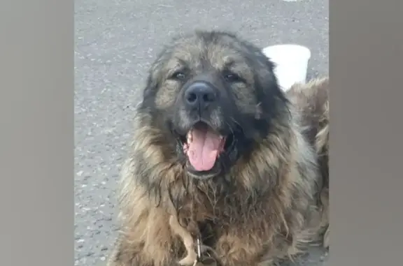 Собака Кавказец найдена на Кохомском шоссе, 1Д, Иваново.