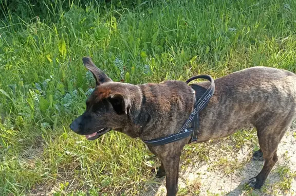 Найдена собака, Московская область, фото: Найдена собака: темная девочка с шлейкой 46Н-10108