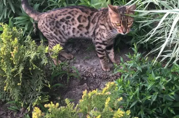 Найдена бенгальская кошка в Краснооктябрьском районе